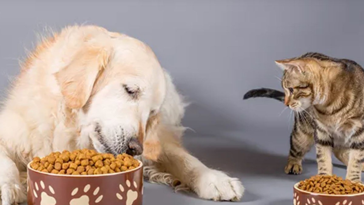 Propone PRI eliminar el IVA a los alimentos para mascotas