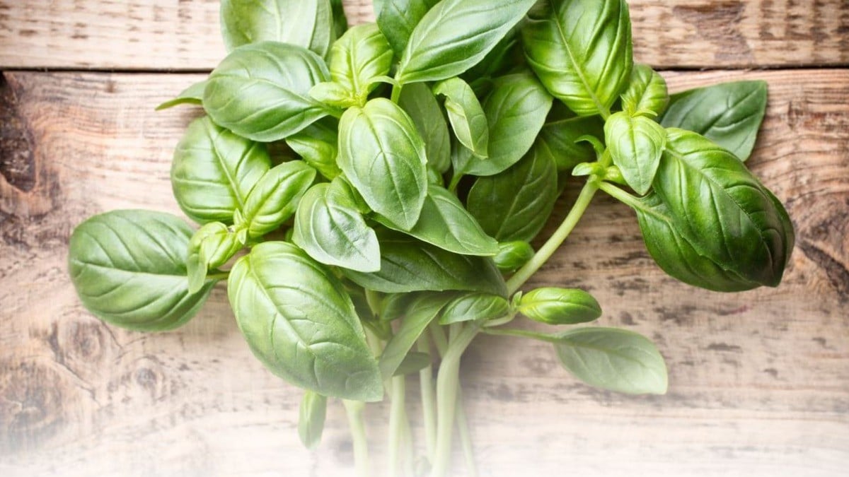 ¿Conoces el oro verde del mediterráneo? Es un aliado contra la diabetes