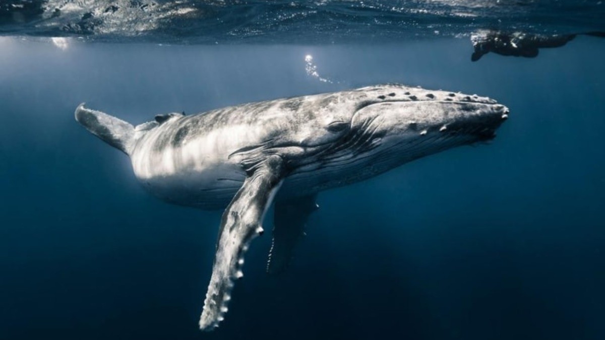 ¡El universo en un ojo! Cautiva al mundo esta foto tomada de cerca a una ballena