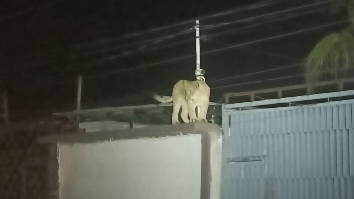 VIDEO Capturan a leona que andaba suelta por las azoteas de esta ciudad de México