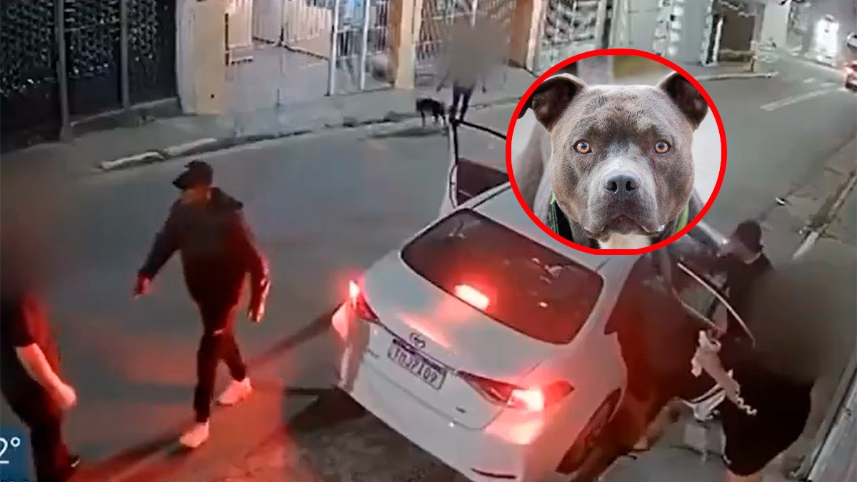 VIDEO Mujer utiliza a su pitbull para frustrar un asalto y ahuyentar a los ladrones