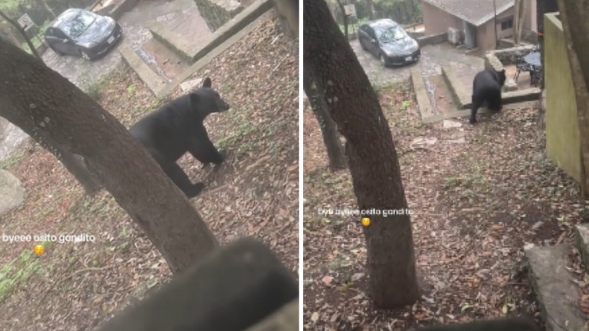 VIDEO '¿Quién está acá arriba?' Jóvenes escuchan ruidos en una cabaña y descubren a un oso