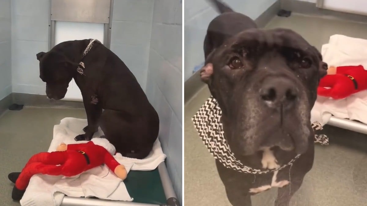 VIDEO ¡Desalmados! Abandonan a perrito amarrado a un árbol y este no esconde su tristeza