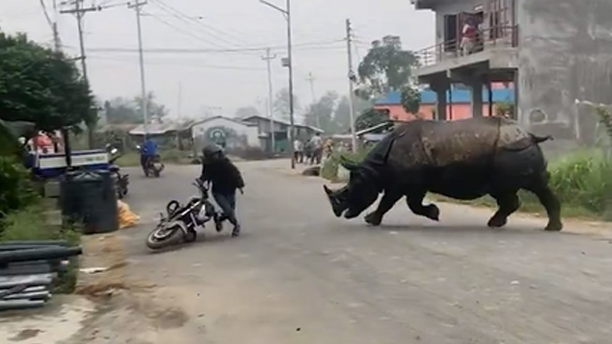 VIDEO Captan cuando rinoceronte arremete contra un motociclista en plena calle
