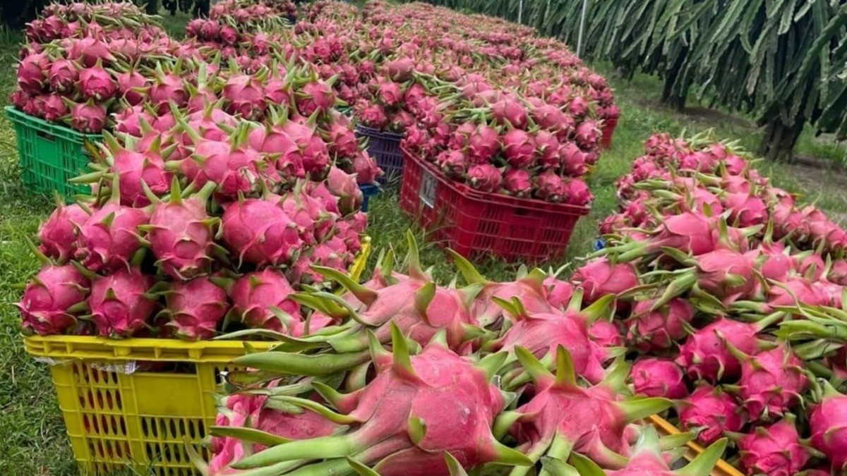 Guanajuato multiplica producción de pitahaya, un cultivo exótico en expansión