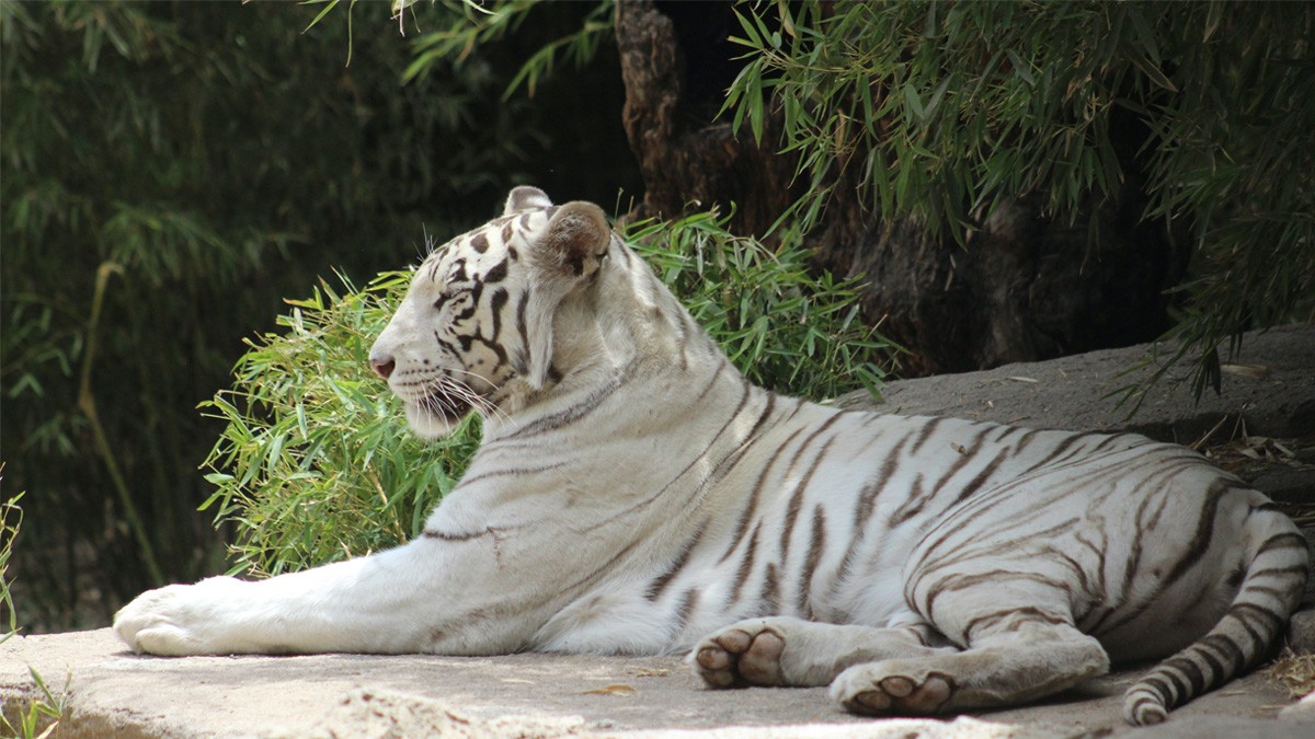 ¡A los animalitos también les da frío! Así cuidan a las especies del Zoológico de León