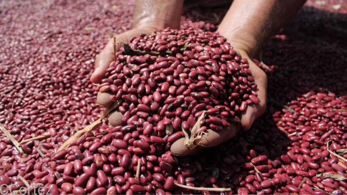 ¡Qué delicado! Extranjero encuentra una piedra en sus frijoles y su queja se vuelve viral