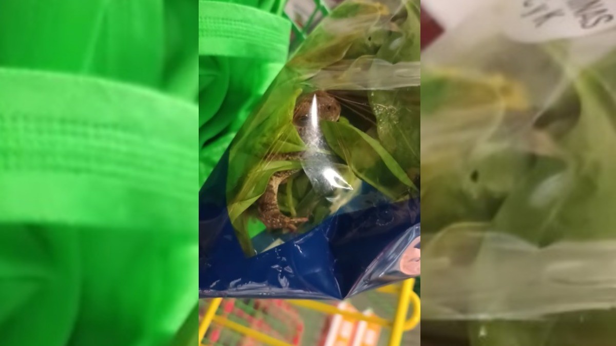 VIDEO ¡Con proteína incluida! Encuentran rana viva en bolsa de espinacas en el súper