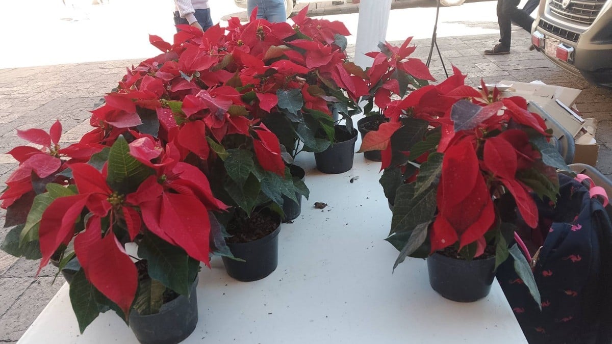 ¿Vas a poner decoración navideña? ¡Te decimos cómo obtener nochebuenas gratis!