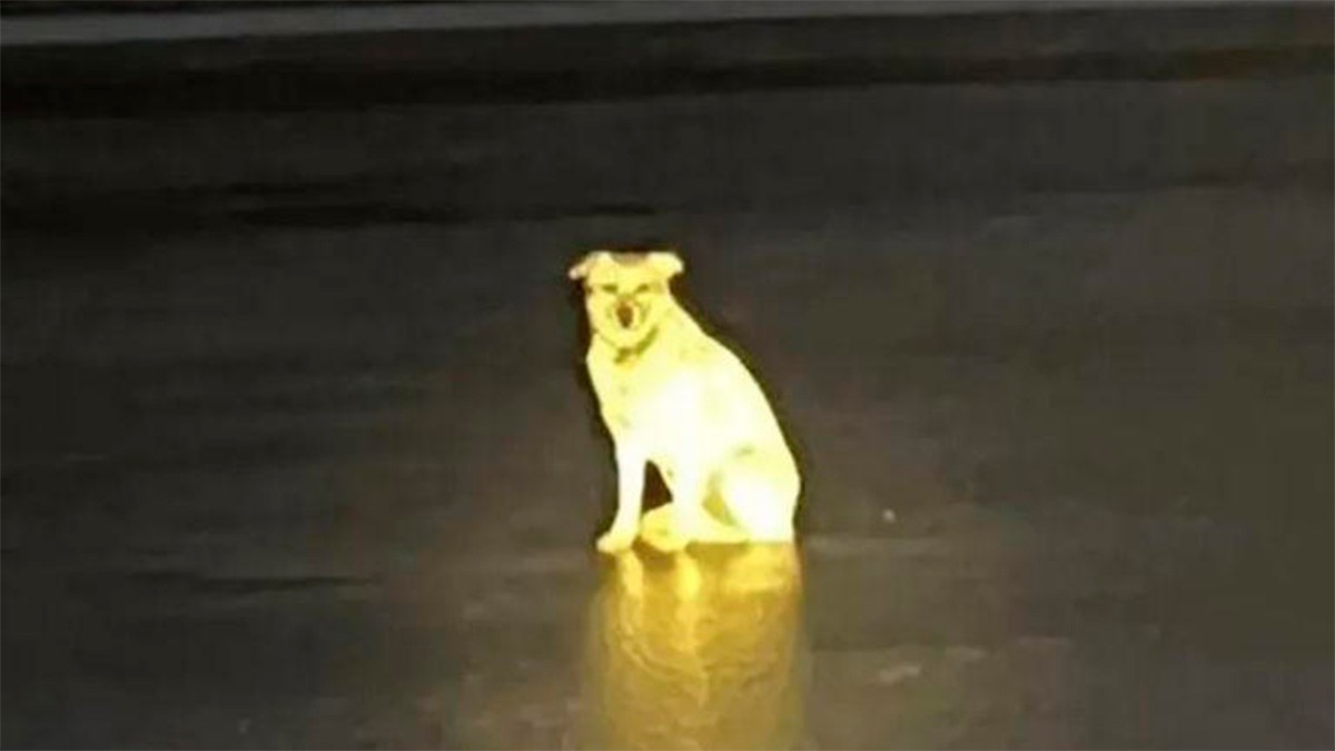 Perrita permanece cuatro días en un río congelado esperando a su dueño que murió ahogado