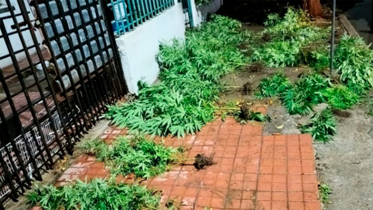Tras discutir con su novio, mujer lo denuncia por tener plantas de marihuana en casa