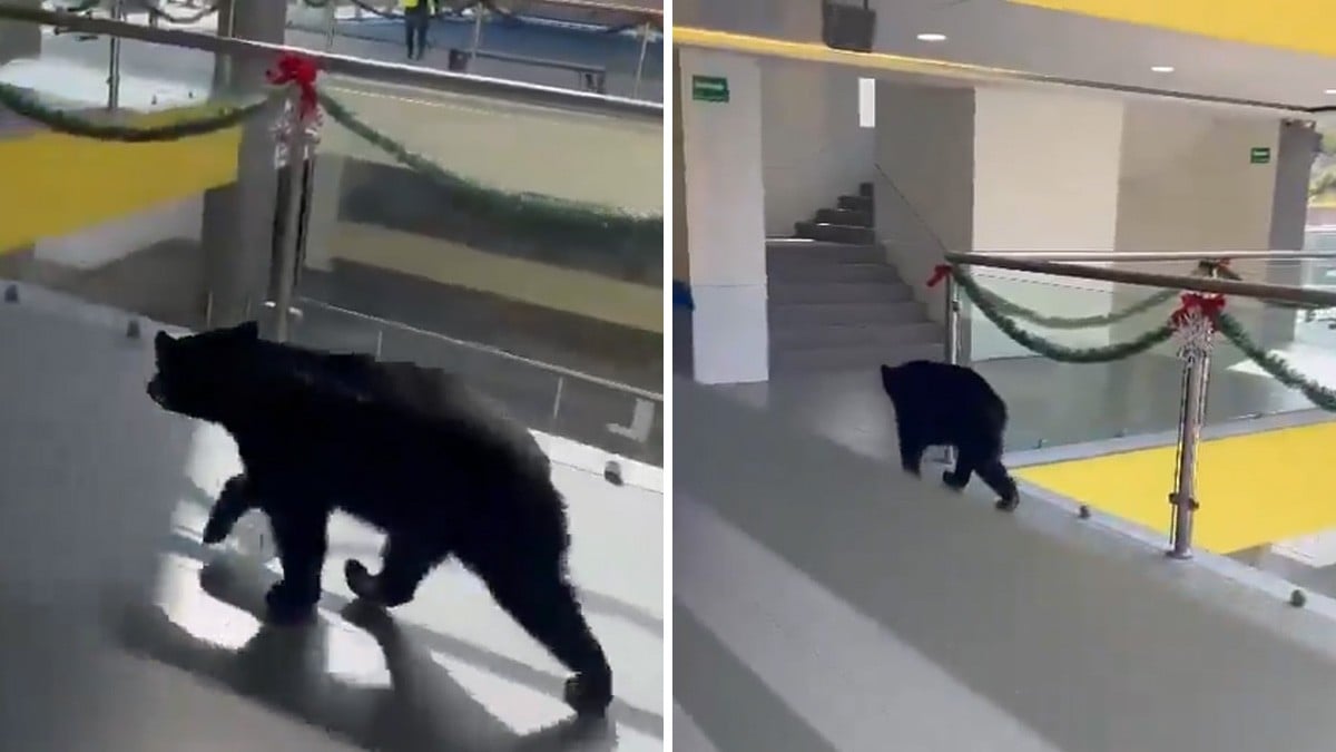 VIDEO ¿Es el nuevo estudiante? Captan a oso mientras pasea en escuela entre los alumnos