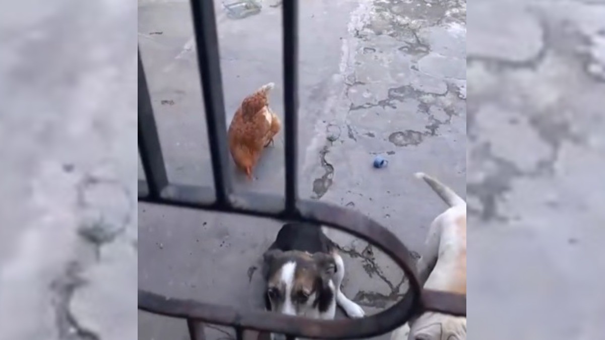 'Tengo una gallina perro': 'Irma', la mascota que se viralizó por su raro comportamiento