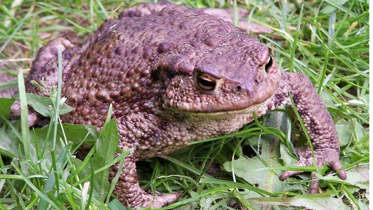 Advierten sobre terapia con toxina de sapo