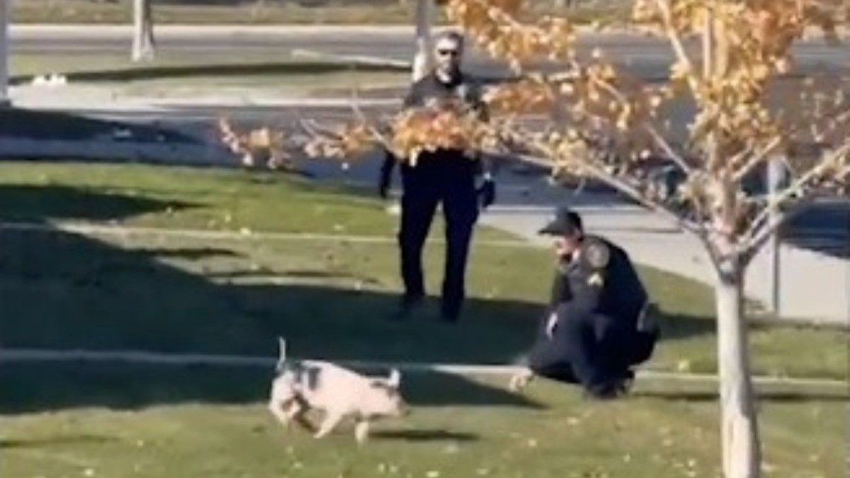 VIDEO Cerdito huye de la policía, provoca intensa persecución y se hace viral