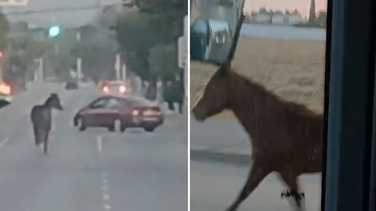 VIDEO Captan a caballo desbocado corriendo a toda velocidad sobre el bulevar Delta