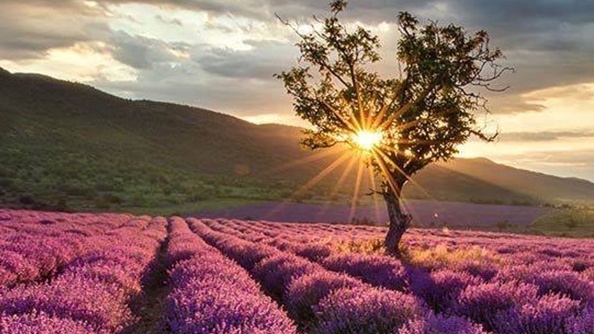 ¡Paisajes que enamoran! Checa estos campos de lavanda que puedes visitar en Guanajuato
