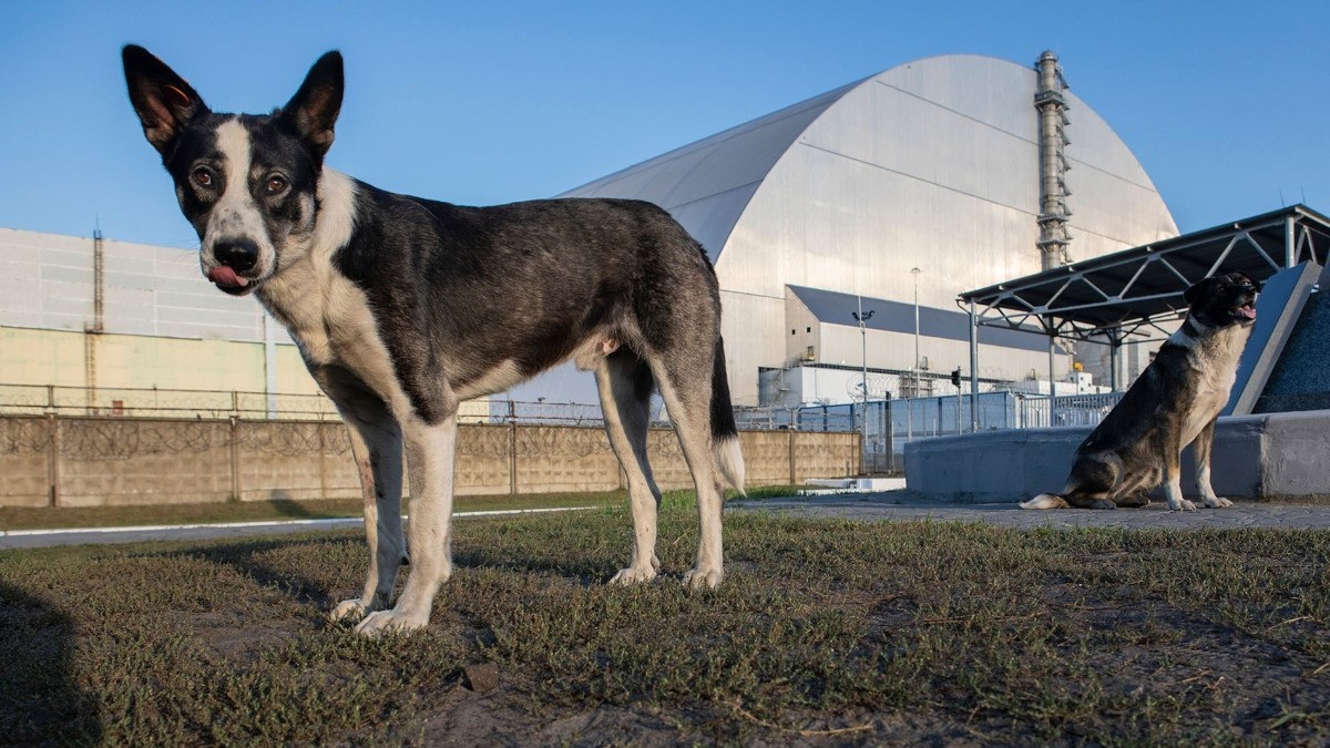 ¡Perritos súperpoderosos! 'Lomitos' de Chernobil desarrollan esta sorprendente capacidad