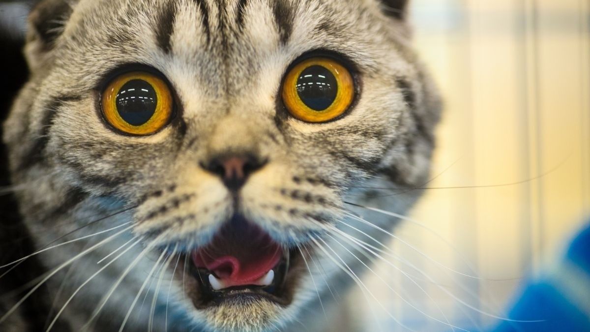 ¿Proteger a los animales previene delitos? Esto sabemos