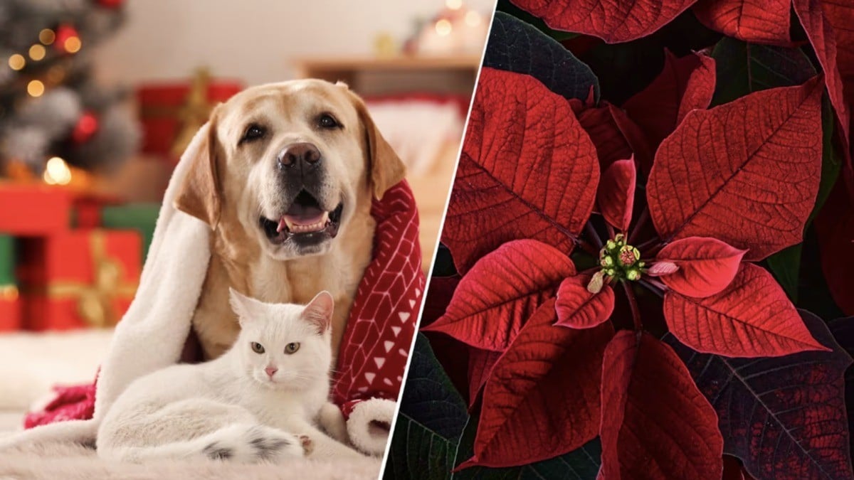 ¿La flor de Nochebuena es peligrosa para tus mascotas? Esto sabemos