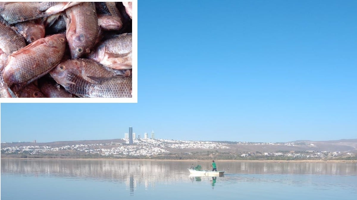 Se reactivan 22 pescadores de la Presa El Palote; esperan que 'rellenen' la presa en enero