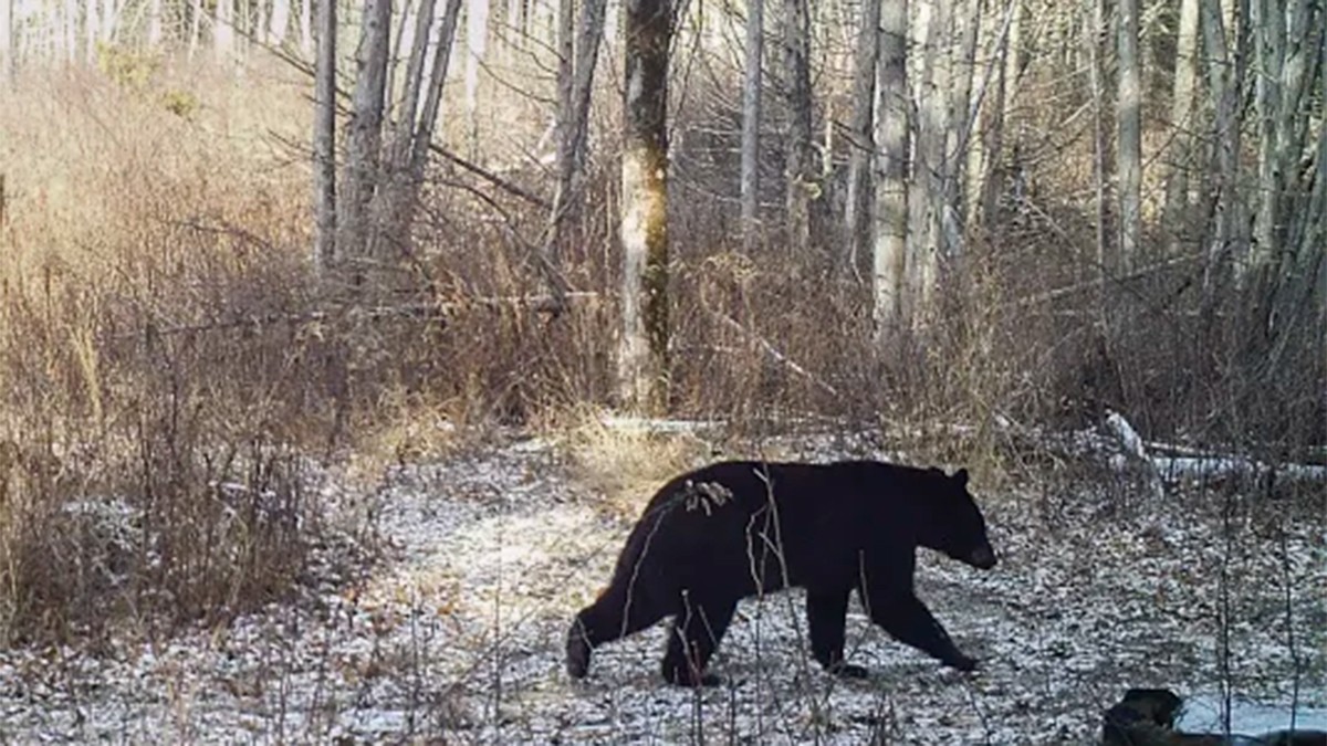 Cazador muere aplastado por el oso herido que estaba rastreando