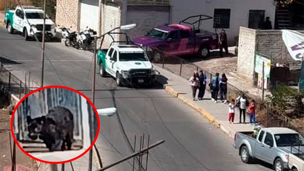 Pantera causa pánico al recorrer calles y callejones en Guanajuato capital