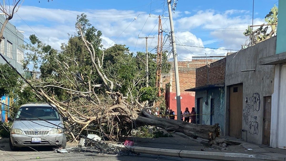 ¡Fuera abajo! Enorme árbol casi cae sobre camioneta en San Juan de Dios y hasta tiró poste