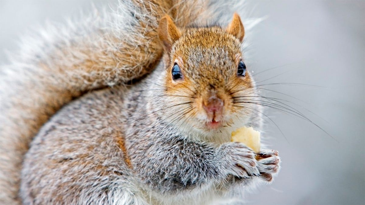 ¿Existen las ardillas carnívoras? Científicos explican este comportamiento