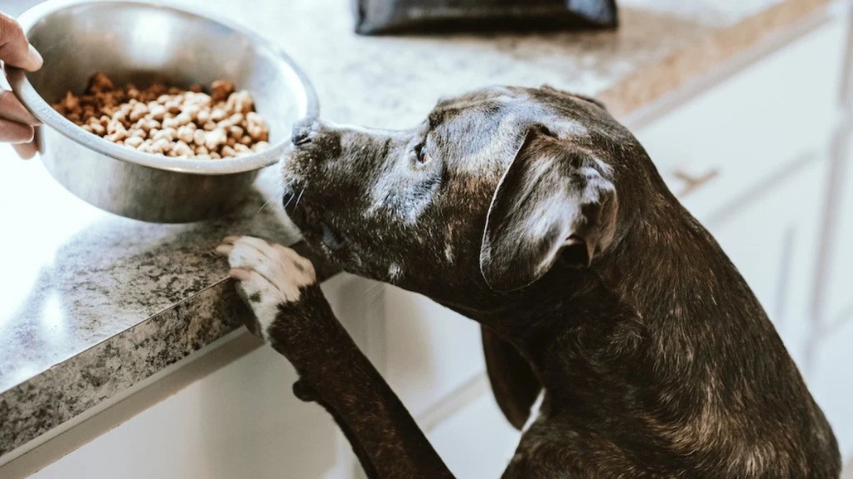 Estas son las croquetas para perro nutritivas y económicas que recomienda Profeco