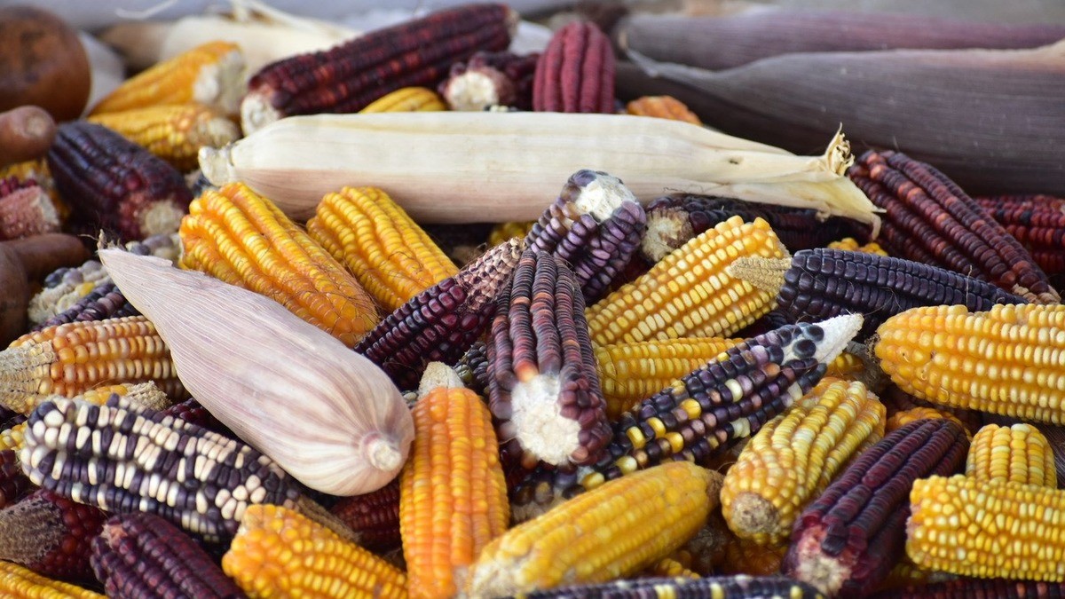 Pierde México panel del maíz contra Estados Unidos 