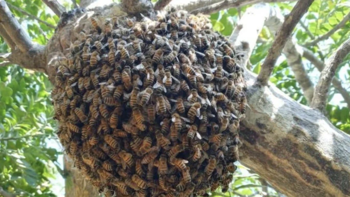 ¡No espantes a las abejas, evita picaduras!, mejor llama al 911