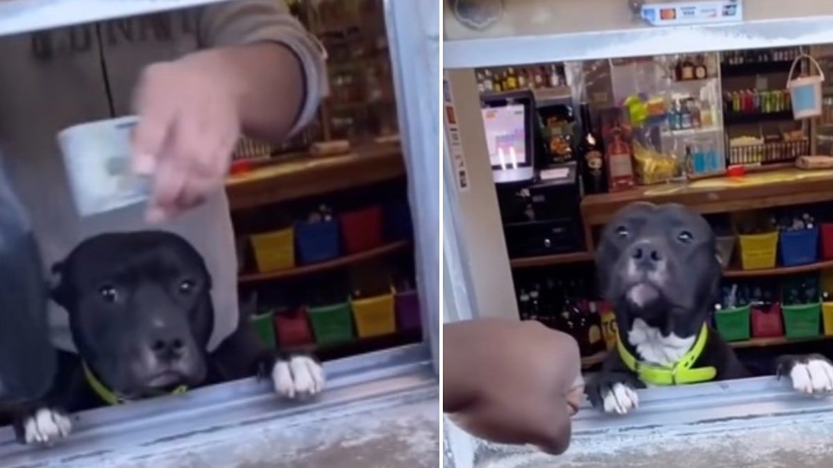 VIDEO Perrito se viraliza por ayudar a su dueño a atender una tiendita y por hacer esto