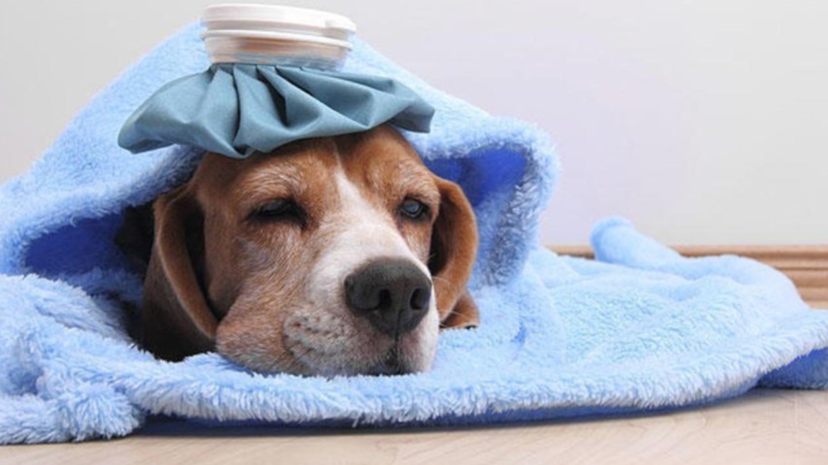 Tu perro también se resfría; ¡estas son las señales!