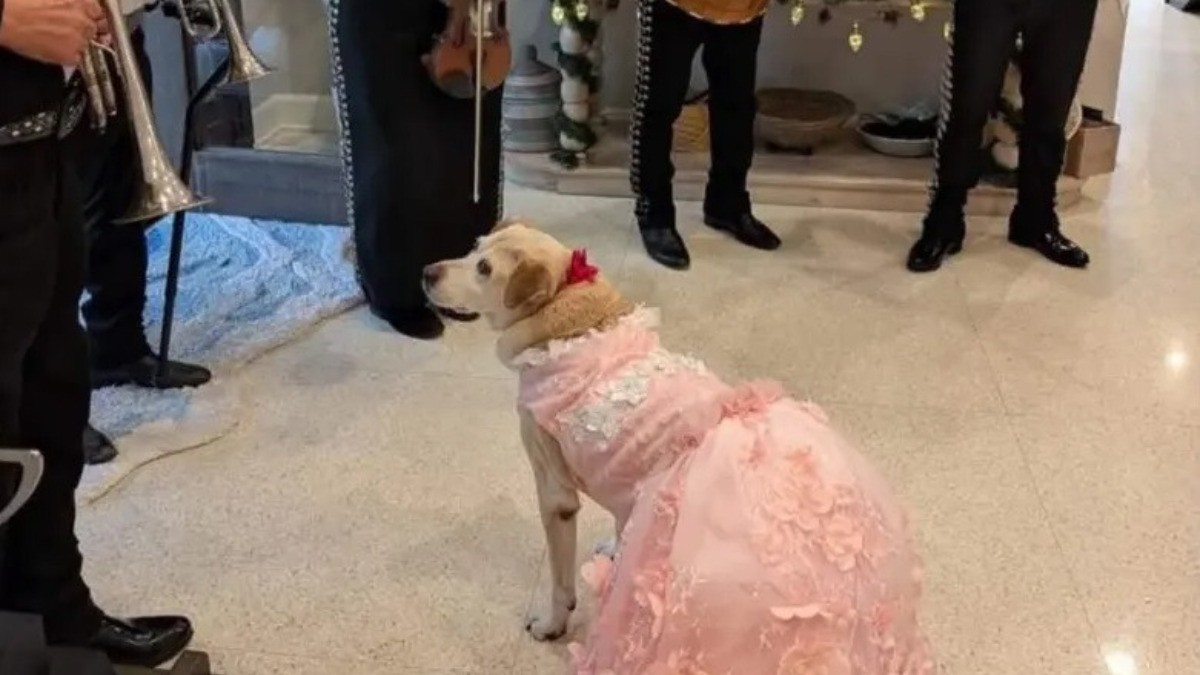 Celebran los XV años de su perrita con todo y mariachi y cautivan en redes