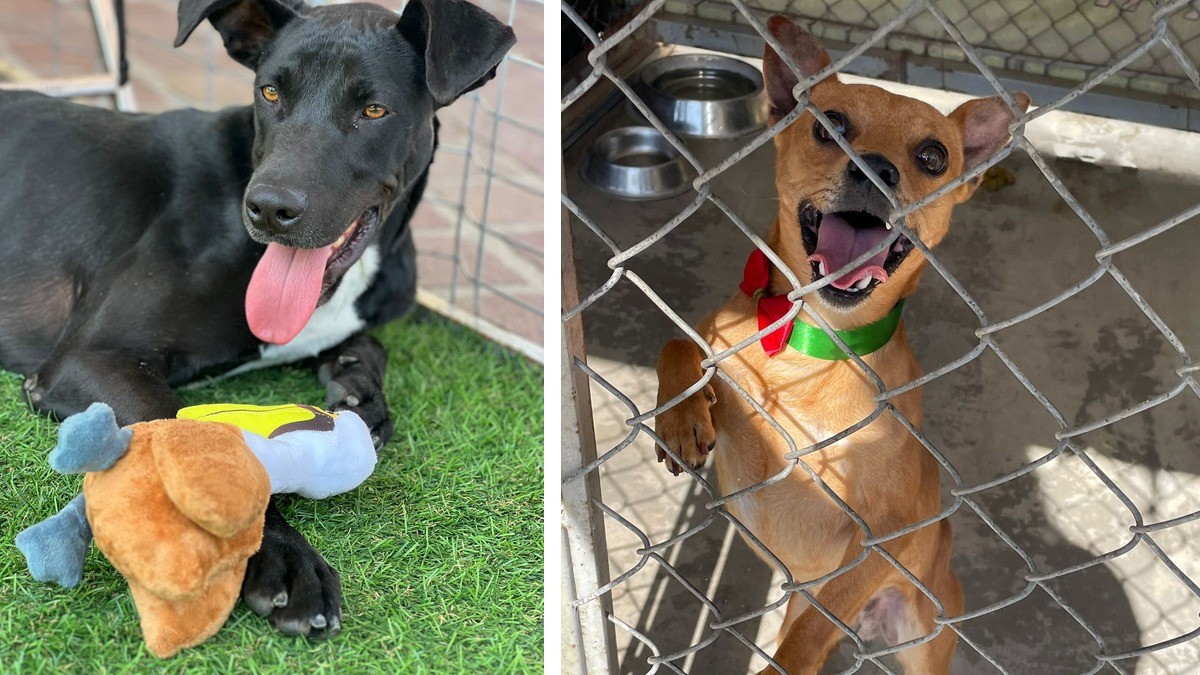 Rescata 'Patitas en el SIT' a 200 perritos