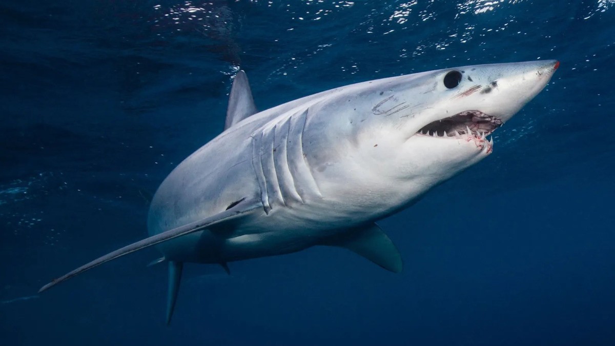 ¡Alerta en el mar! Mueren dos hombres por ataques de tiburón en distintas partes del mundo