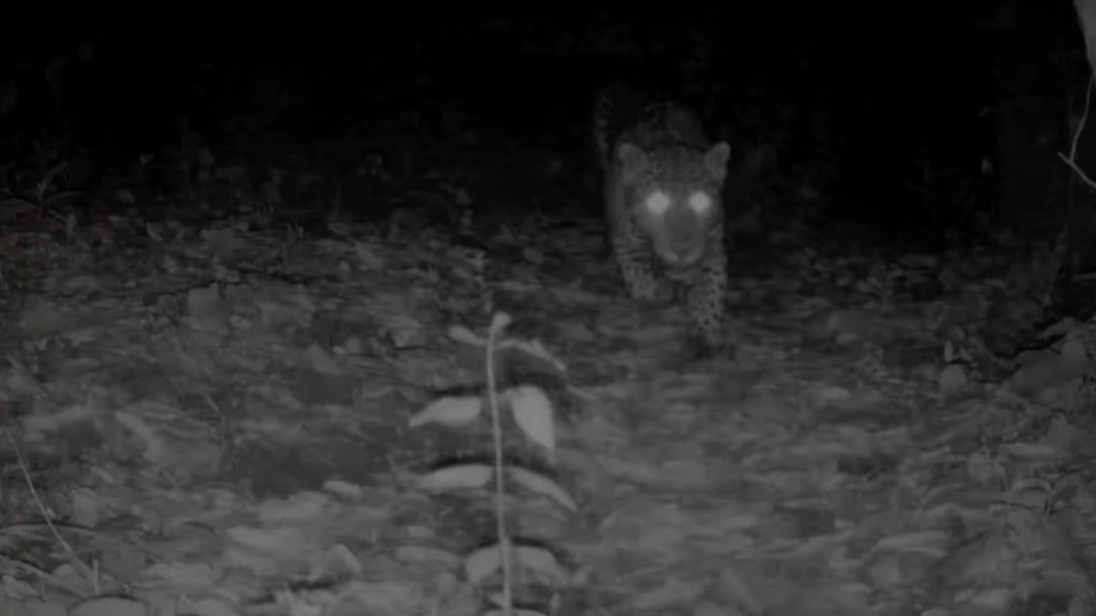 ¡Hay jaguares en Guanajuato! Colocan cámaras en la sierra y encontraron esto
