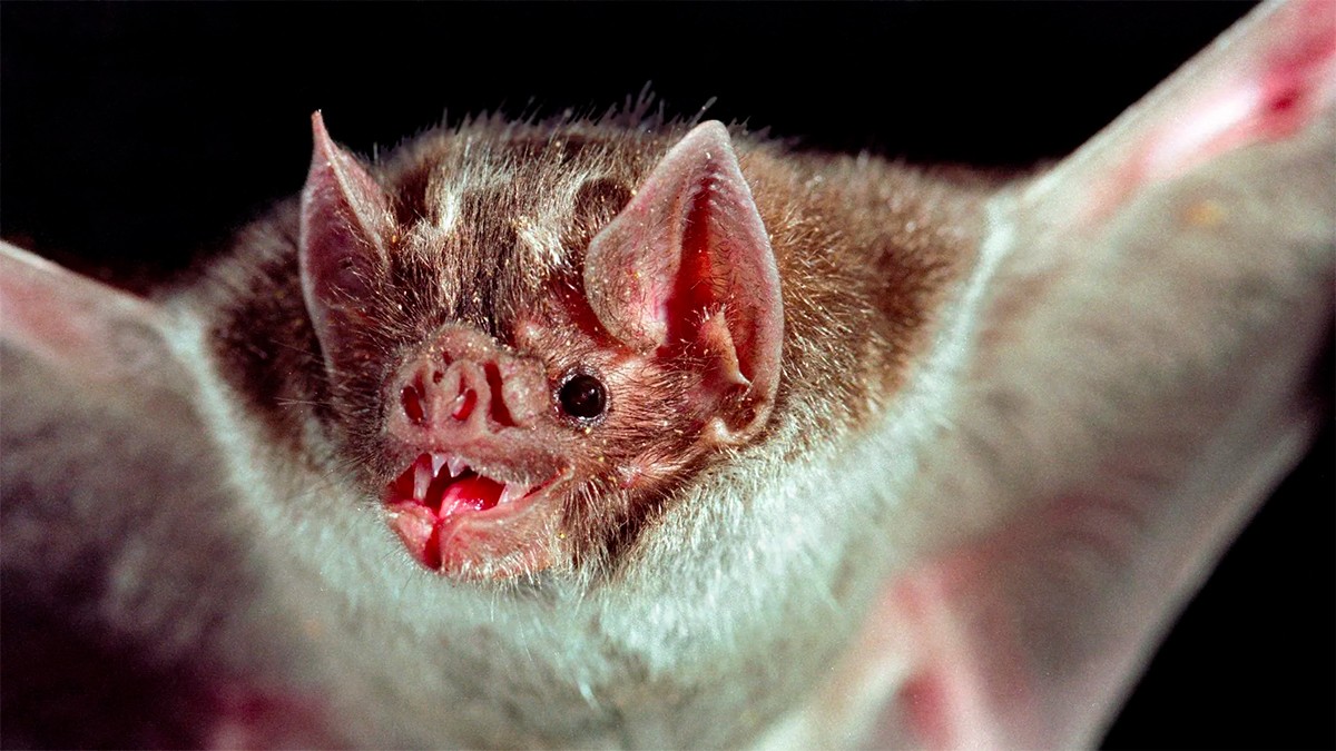 ¡Peor que un vampiro! Murciélago con rabia muerde a mujer y ocasiona su muerte