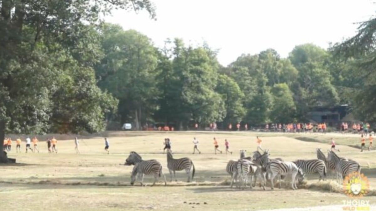 Niño se pierde 5 días en parque safari en medio de animales salvajes y así lo encontraron