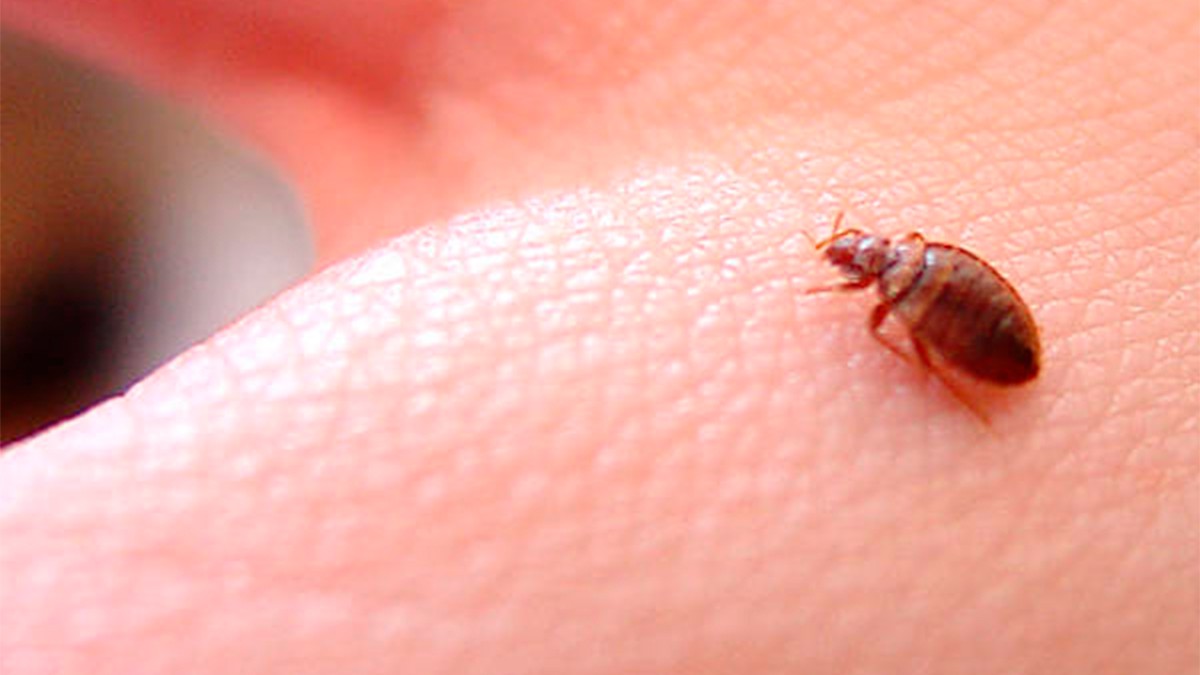 ¿Por qué las chinches invaden más en invierno? Aquí te lo explicamos