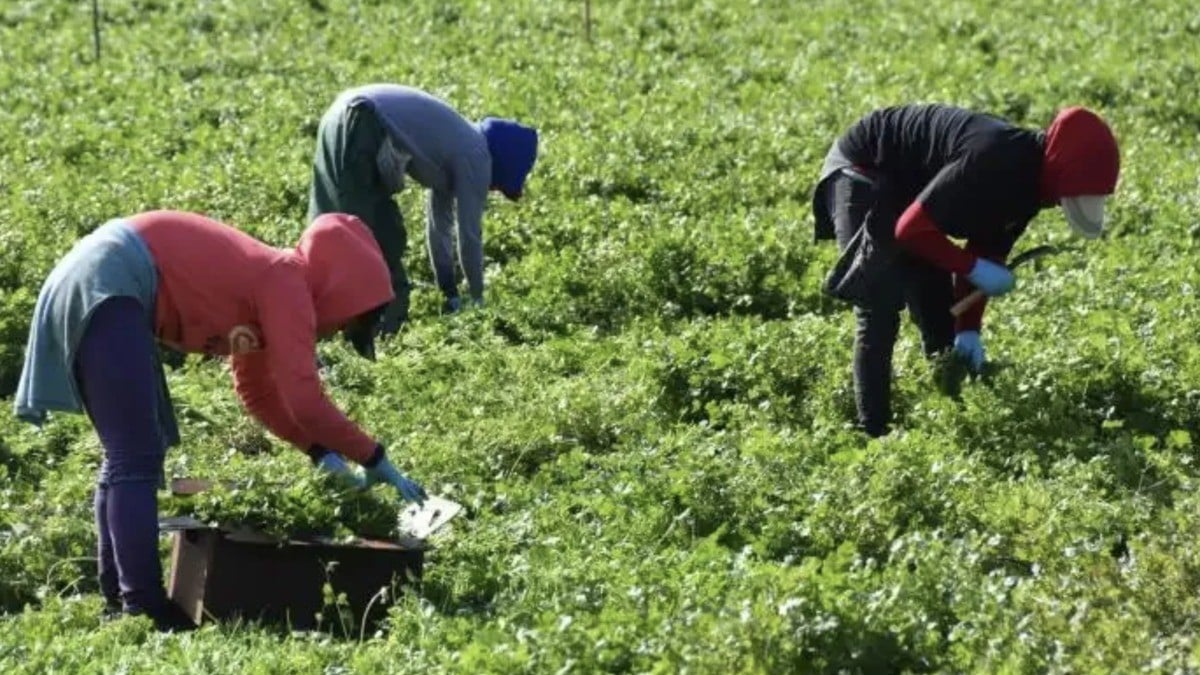 ¡Oportunidad de empleo en Canadá! Abren vacantes para trabajo temporal