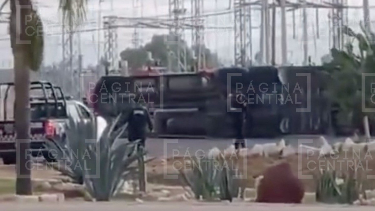 ¡Puercos regados! Ladrones se roban tráiler cargado con cerdos y al huir sufren volcadura