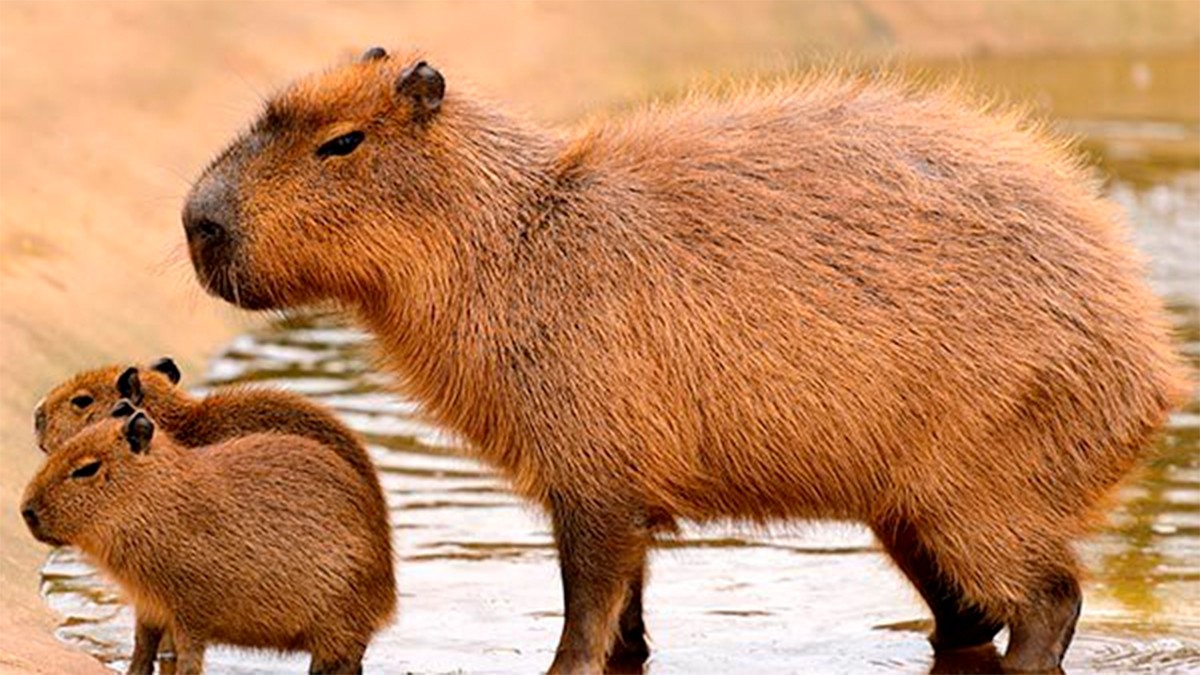 ¿Puedes tener un capibara como mascota en México? Descubre el costo y las condiciones