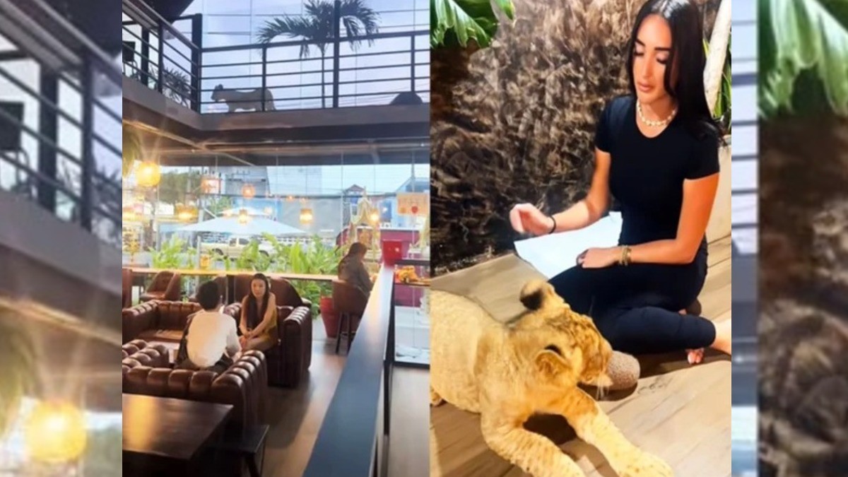 ¡Cafetería con leones! Esta es la nueva atracción que genera repudio en redes