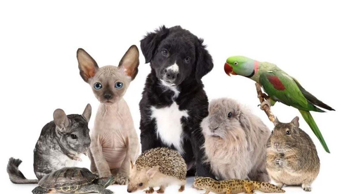 ¿Cuándo estará en funcionamiento el Hospital Veterinario de León?