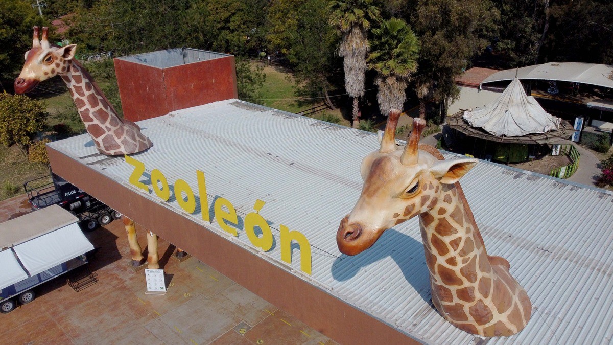 ¡Zoológico sin jaulas! Estos son los cambios proyectados para el Zoo León