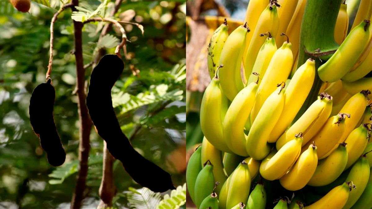 Este fruto tiene mucho más potasio que el plátano y ayuda a controlar la presión arterial