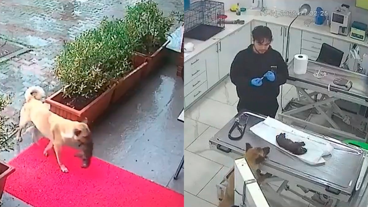 VIDEO Captan a perrita callejera llevando a su cachorro al veterinario para salvarlo