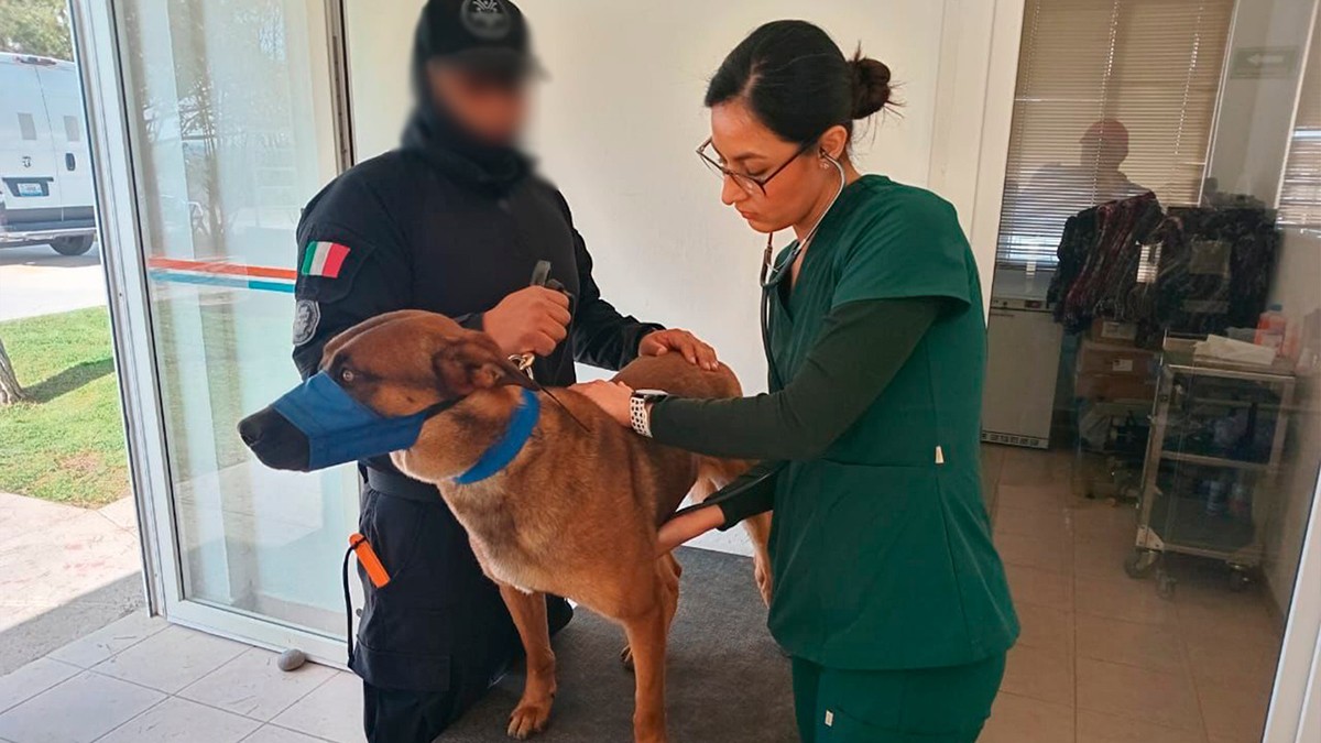 ¡Vuelve Myozsi con todo! Operan a ‘lomito’ policía y está listo para cuidar a ciudadanos